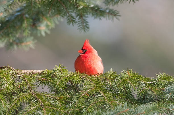 istock Northern cardinal in an evergreen 146737327