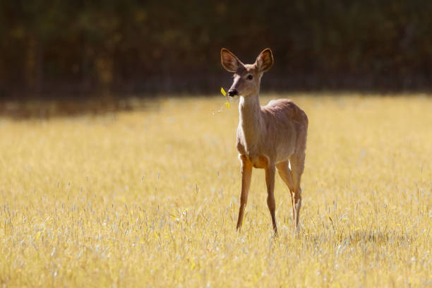istock Young White-tailed deer feeding in grass field in early morning 1467373729