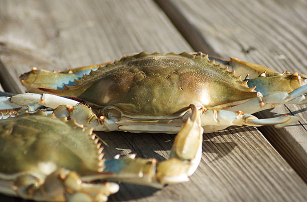 мэриленд голубой краб - maryland blue crab стоковые фото и изображения