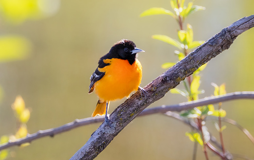 Backlit bright orange colored bird closeup in morning fresh air