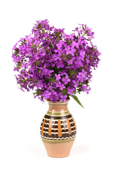 istock Purple Dame's Rocket flowers, Hesperis matronalis, night violet on white background. 1467375347
