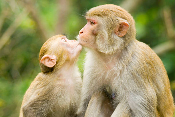 Monkey Kiss Stock Photo - Download Image Now - Kissing, Animal, Love - Emotion - iStock