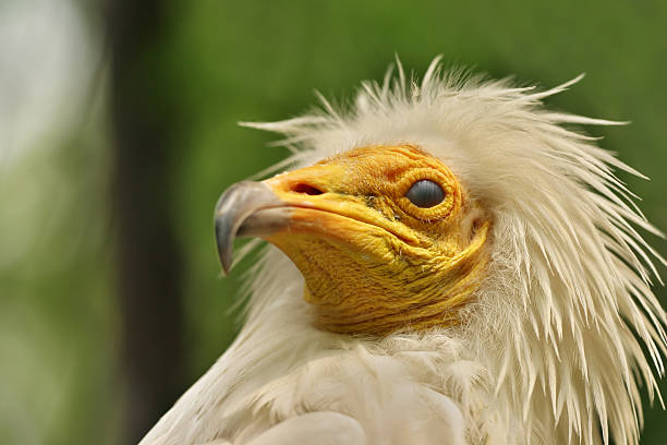 istock Closeup of bird head 146737602
