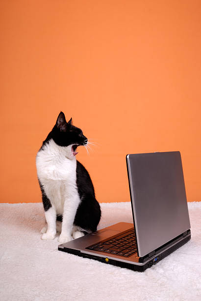 istock Cat yawning about the laptop 146737612