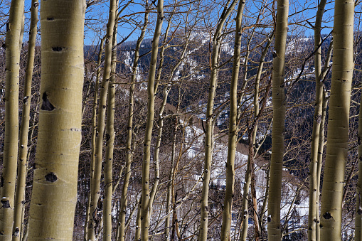 Mountain View with Aspen Trees in Winter - Scenic views through aspen tree forest with views of mountains in winter. Blue sky sunny conditions.