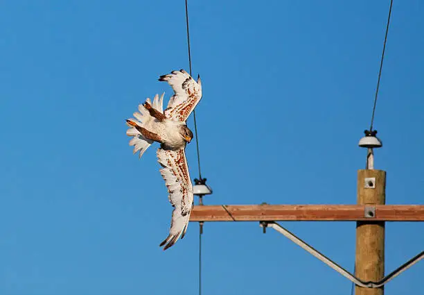 Photo of Power Line Collision