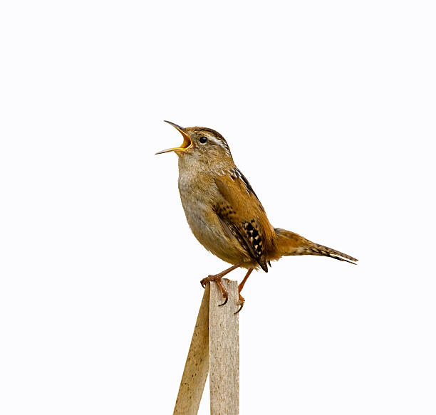 marsh wren singen isoliert auf hintergrund - bird birdsong singing the early bird catches the worm stock-fotos und bilder