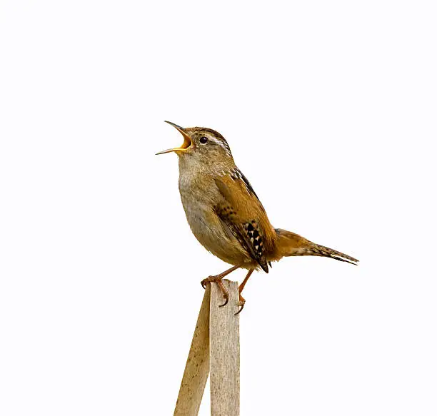 Photo of Marsh Wren Singing Isolated from Background