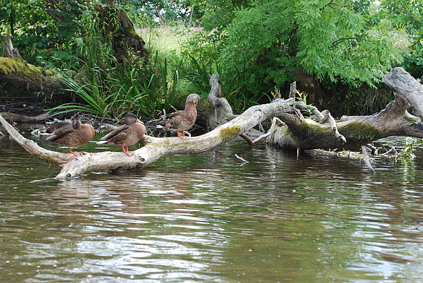 duck's família pelo rio krutynia - masuren imagens e fotografias de stock