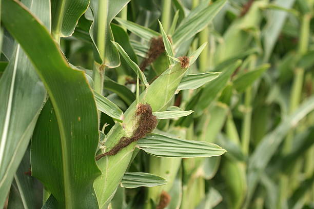 Corn field stock photo