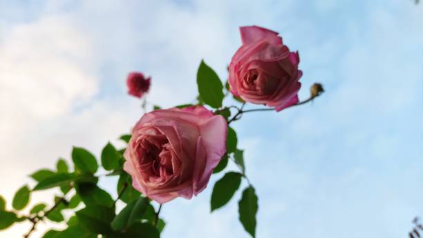 istock Tender rose in the light sky 1467379511