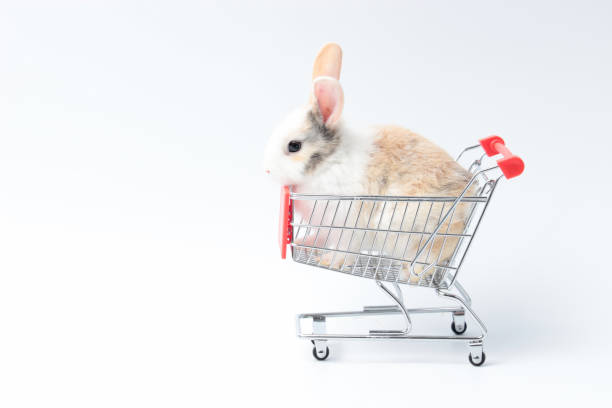 Adorable fluffy rabbit in shopping cart on white background, going to buy organic vegetable agriculture goods at grocery shop market, lovely and cute young bunny pet animal on sell concept Adorable fluffy rabbit in shopping cart on white background, going to buy organic vegetable agriculture goods at grocery shop market, lovely and cute young bunny pet animal on sell concept mark goodson screening room stock pictures, royalty-free photos & images