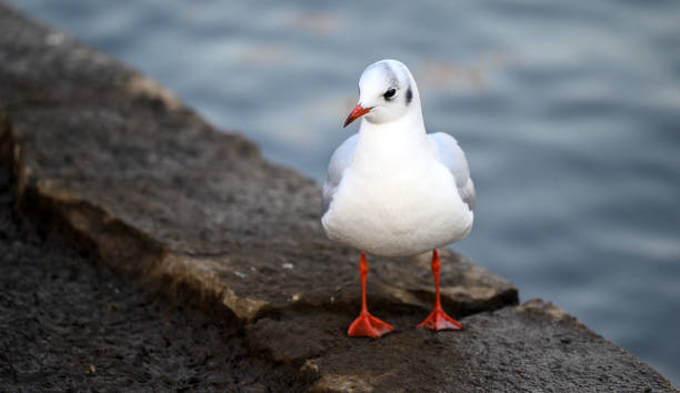 istock Black-headed gull in winter plumage 1467388455