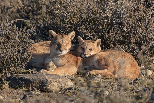 Two lion cubs basking in the warm sunshine while lounging in a bush