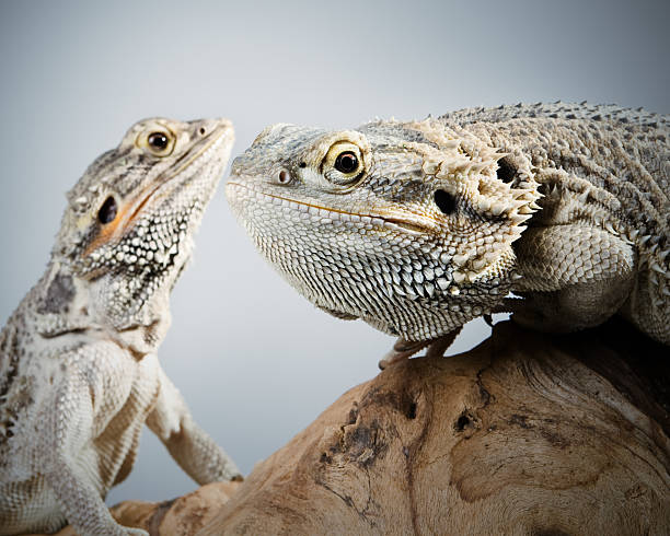 Lizard couple A couple of australian bearded dragons giant bearded dragon stock pictures, royalty-free photos & images