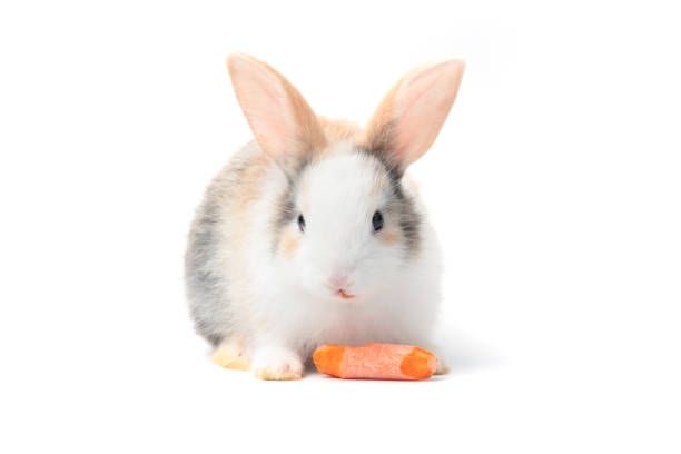 Adorable fluffy young rabbit eating delicious carrot together on white background, feeding lovely and cute young bunny vegetarian pet animal with organic vegetable, healthy vegan food with pet