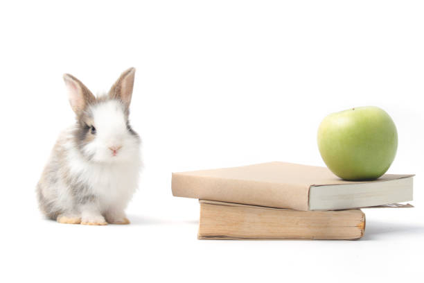 cute rabbit above the box