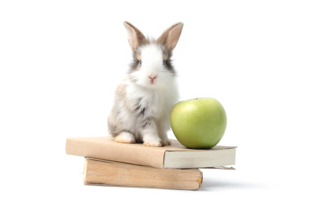 istock Adorable fluffy rabbit with green apple and book on white background, symbol of knowledge, learning and studying,lovely and cute bunny study and learn, pet student education and animal training concept 1467390455