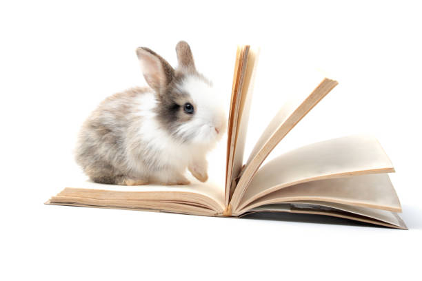 istock Adorable fluffy rabbit with opent book on white background, symbol of knowledge, learning and studying,lovely and cute bunny study and learn, pet student education and animal training concept 1467390520