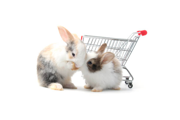 Two adorable fluffy rabbits with shopping cart on white background, going to buy organic vegetable agriculture goods at grocery shop market, lovely and cute bunny pet animal on sell concept Two adorable fluffy rabbits with shopping cart on white background, going to buy organic vegetable agriculture goods at grocery shop market, lovely and cute bunny pet animal on sell concept mark goodson screening room stock pictures, royalty-free photos & images