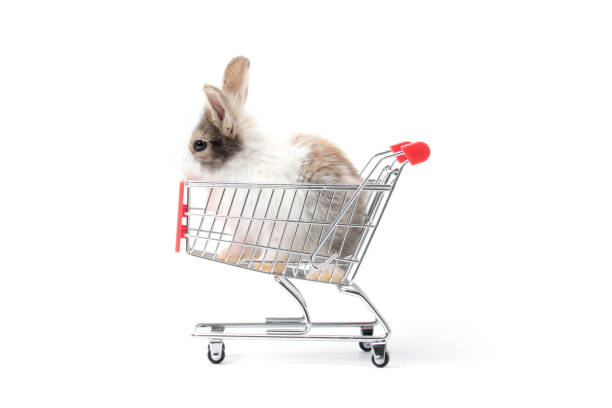 Adorable fluffy rabbit in shopping cart on white background, going to buy organic vegetable agriculture goods at grocery shop market, lovely and cute young bunny pet animal on sell concept Adorable fluffy rabbit in shopping cart on white background, going to buy organic vegetable agriculture goods at grocery shop market, lovely and cute young bunny pet animal on sell concept mark goodson screening room stock pictures, royalty-free photos & images