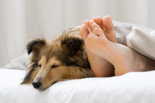 Dog sleeping on the bed by owners feet