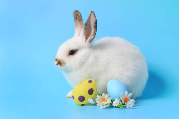 istock Happy adorable fluffy lovely cute Easter bunny rabbit with painted Easter egg and daisy flower on blue background. celebrate Easter holiday and spring coming concept. 1467390746