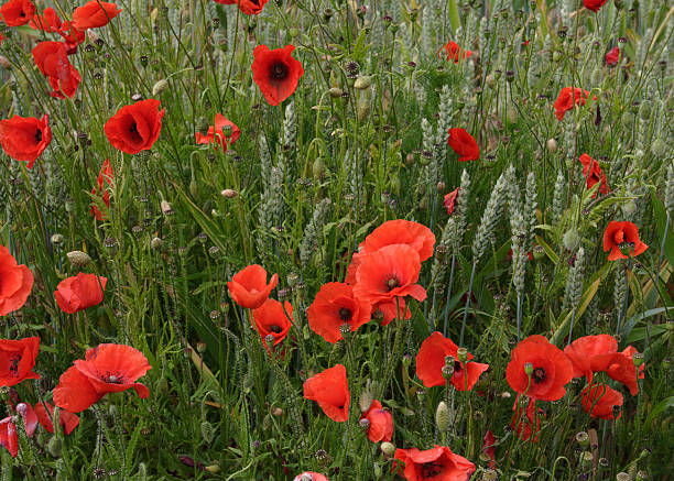 field od poppies stock photo