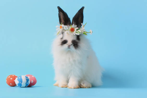 istock Happy adorable fluffy lovely cute Easter white with black spot fluffy bunny rabbit wearing daisy flower crown with painted Easter egg on blue background. celebrate Easter holiday and spring coming concept. 1467391323