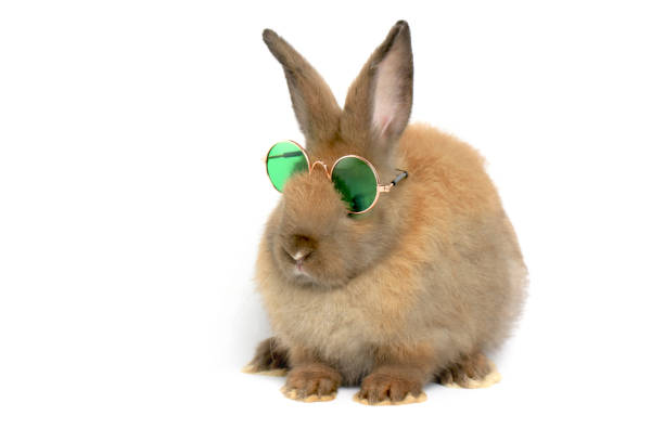白い背景にサングラスをかけた茶色のウサギ、ふわふわの美しいかわいい若いウサギのペット動物のポートレート - bunny painting ストックフォトと画像