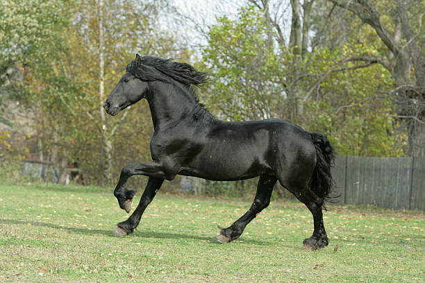 istock Nice Friesian stallion 146739185