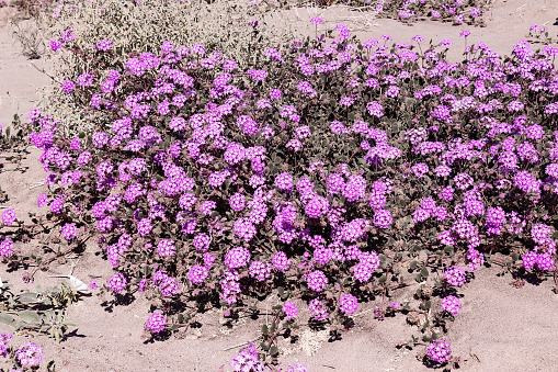 These vibrant blossoms of desert sand verbena are in full bloom in the desert of Anza Borrego national park