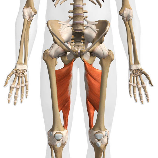 白い背景に男性の内転筋マグヌス筋の正面図 - adductor magnus ストックフォトと画像