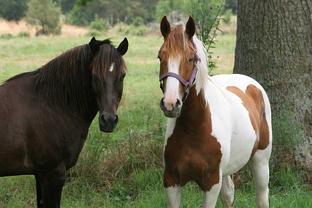 istock Brown and spotted horse, in grass field 146739374