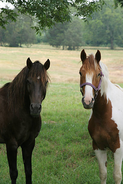 istock Brown and spotted horse, in grass field 146739375