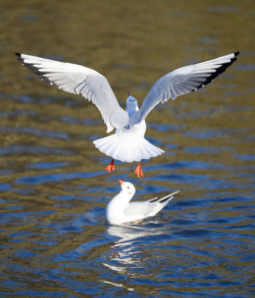 istock Black-headed gulls in winter plumage 1467393960