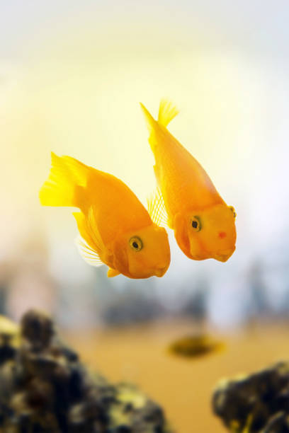 two parrot fish side by side in the water seem to be discussing something - half tank imagens e fotografias de stock