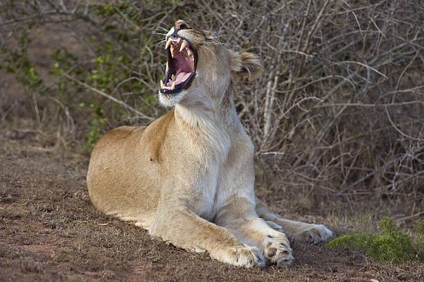 이 yawner - yawner 뉴스 사진 이미지