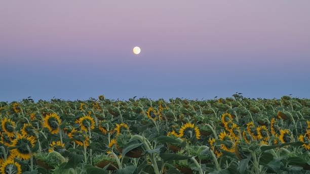 istock Moon and field of sunflowers 1467396320