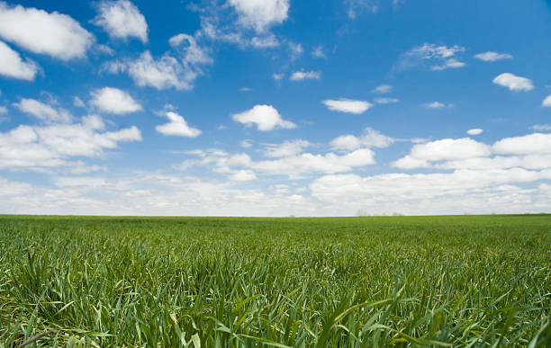 campo de trigo verde na primavera - nebraska midwest usa farm prairie imagens e fotografias de stock