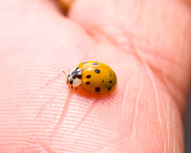 Ladybug stock photo