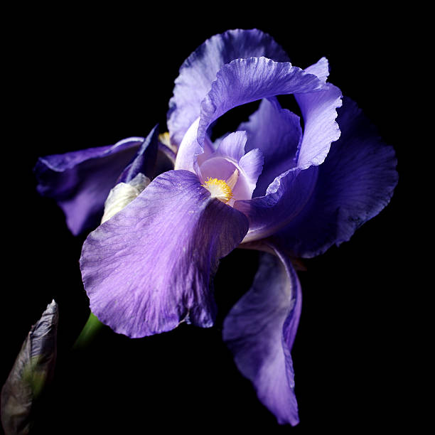 Purple iris stock photo