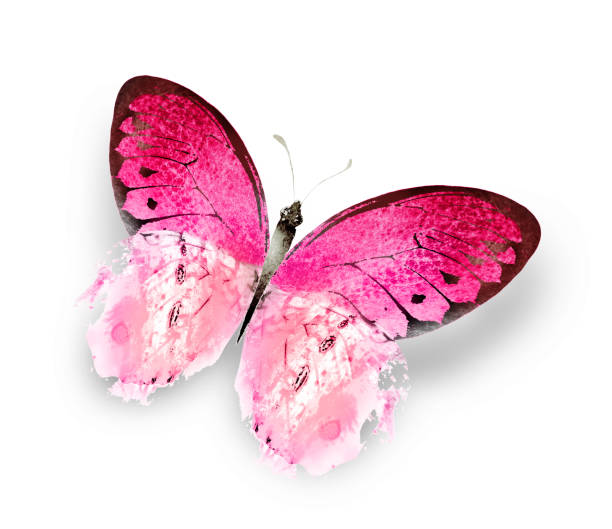 istock Color watercolor butterfly , isolated on the white background 1467399176