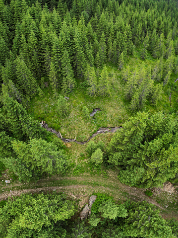 Aerial drone panorama above the wild coniferous forests of Cindrel Mountains. A small creek flows inside a meadow along a footpath. Carpathia, Romania.