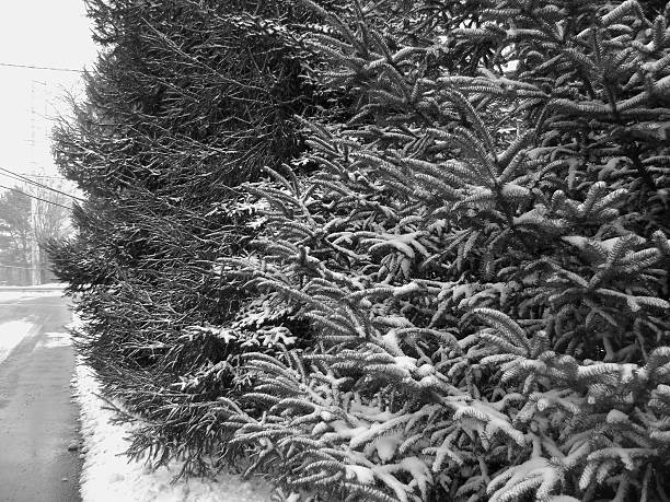 B&W Evergreens During A Snowstorm stock photo
