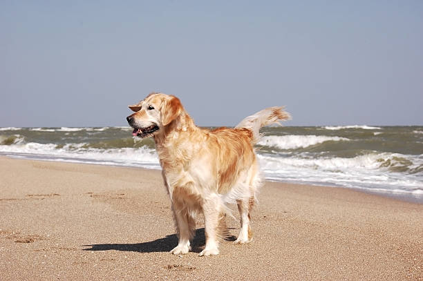 istock Golden retriever at the beach 146740020
