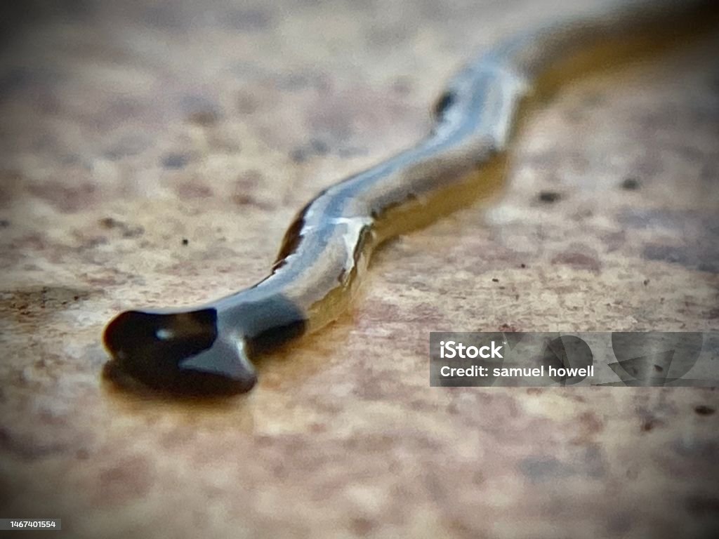 macrophotography - the hammerhead flat worm / broadhead planarian (bipalium) is a predatory land planarian. photographing life on the lanai - maui, hawai'i. Hammerhead Shark Stock Photo