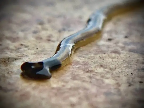 Photo of macrophotography - the hammerhead flat worm / broadhead planarian (bipalium) is a predatory land planarian.