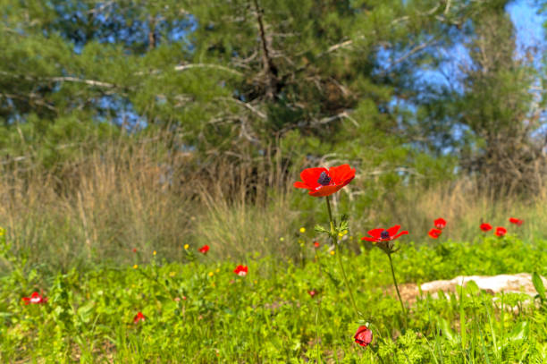 Red anemone flowers on a green glade in the forest