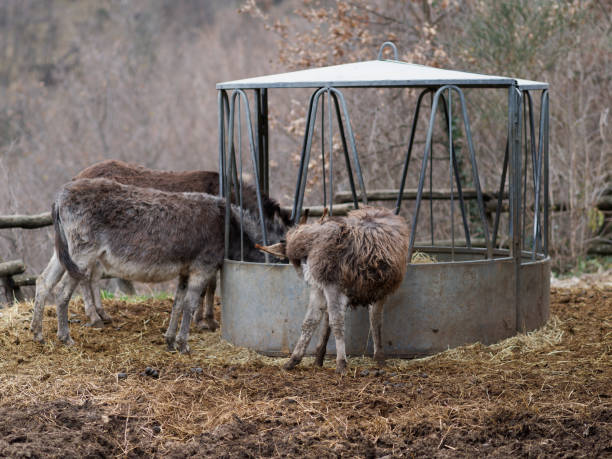 農場で干し草を食べるロバ - mule animal profile animal head ストック�フォトと画像